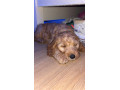 cavapoo-pup-for-sale-small-1