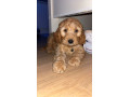 cavapoo-pup-for-sale-small-0