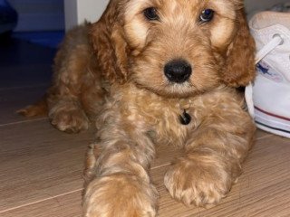 cavapoo-pup-for-sale