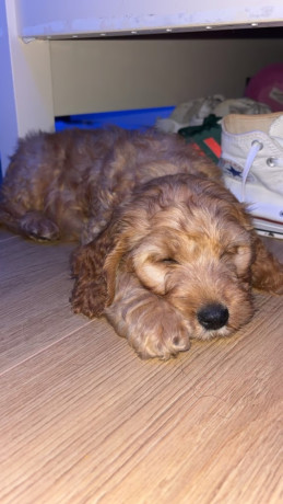 cavapoo-pup-for-sale-big-1