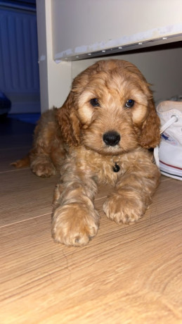 cavapoo-pup-for-sale-big-0