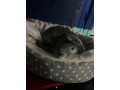 1-year-old-two-male-guinea-pigs-small-2