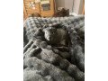 1-year-old-two-male-guinea-pigs-small-1