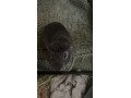 1-year-old-two-male-guinea-pigs-small-0