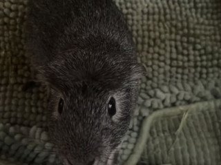 1-year-old-two-male-guinea-pigs
