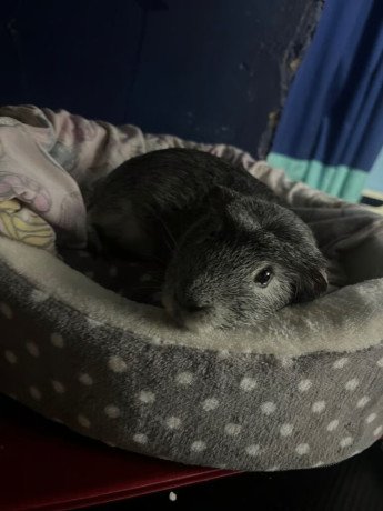 1-year-old-two-male-guinea-pigs-big-2