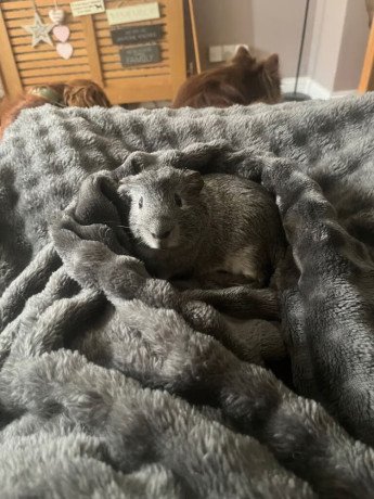 1-year-old-two-male-guinea-pigs-big-1