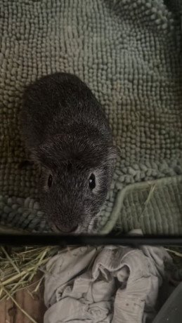 1-year-old-two-male-guinea-pigs-big-0