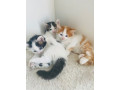 calico-kitten-small-0