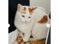 calico-kitten-small-1