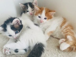 calico-kitten