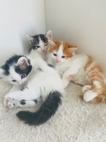 calico-kitten-big-0