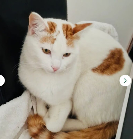 calico-kitten-big-1