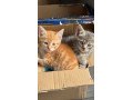 4-kittens-for-sale-small-2