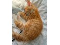 4-kittens-for-sale-small-1