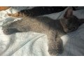 4-kittens-for-sale-small-0