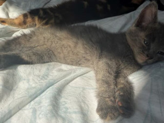 4-kittens-for-sale
