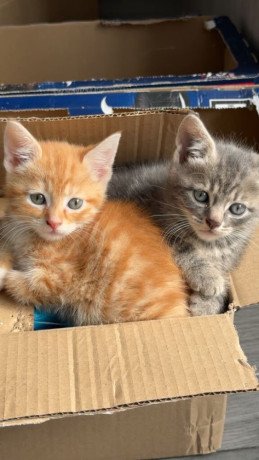 4-kittens-for-sale-big-2