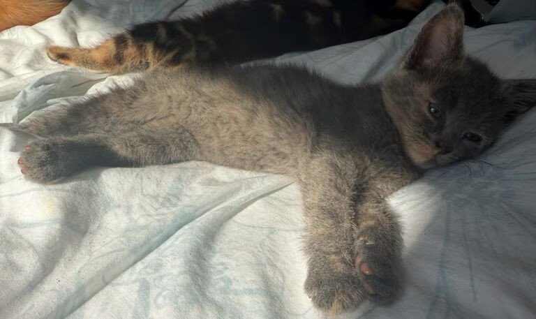 4-kittens-for-sale-big-0