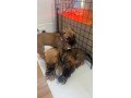cane-corso-mix-with-belgium-milanois-small-0