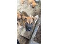 cane-corso-mix-with-belgium-milanois-small-1