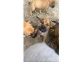 cane-corso-mix-with-belgium-milanois-small-3