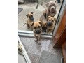 cane-corso-mix-with-belgium-milanois-small-2