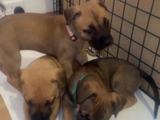 cane-corso-mix-with-belgium-milanois