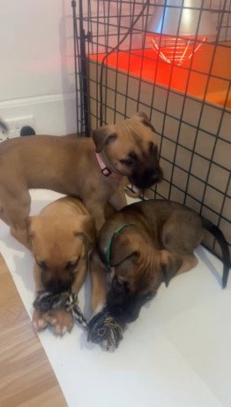 cane-corso-mix-with-belgium-milanois-big-0