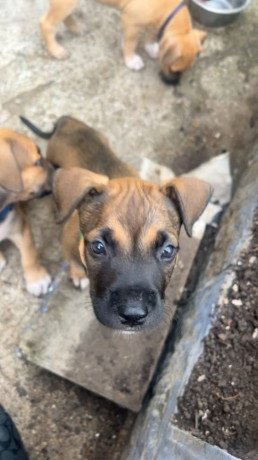 cane-corso-mix-with-belgium-milanois-big-1