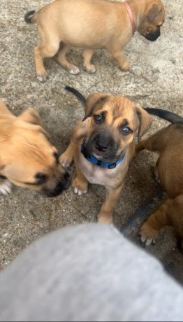cane-corso-mix-with-belgium-milanois-big-3