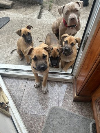 cane-corso-mix-with-belgium-milanois-big-2