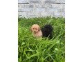 cavapoo-pups-small-0