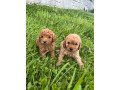 cavapoo-pups-small-1