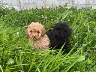 cavapoo-pups