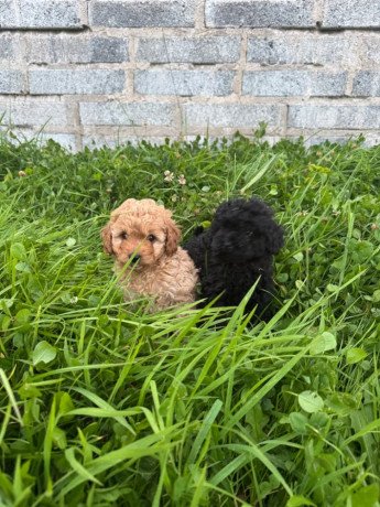 cavapoo-pups-big-0