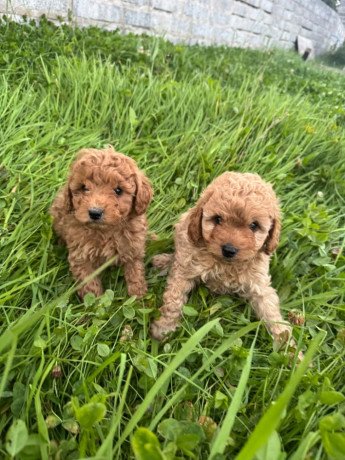 cavapoo-pups-big-1