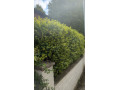 gardening-service-small-1
