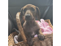 kc-miniature-dachshund-female-ready-now-small-2