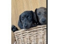 kc-miniature-dachshund-female-ready-now-small-1