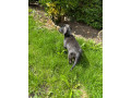 kc-miniature-dachshund-female-ready-now-small-0
