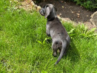 kc-miniature-dachshund-female-ready-now