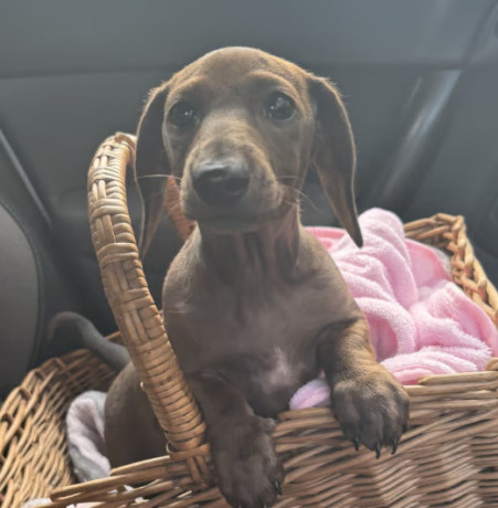 kc-miniature-dachshund-female-ready-now-big-2