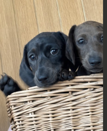 kc-miniature-dachshund-female-ready-now-big-1