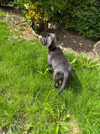 kc-miniature-dachshund-female-ready-now-big-0