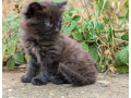 kittens-x2-female-different-prices-small-2