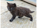 kittens-x2-female-different-prices-small-1