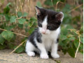 kittens-x2-female-different-prices-small-0