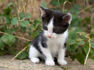 kittens-x2-female-different-prices