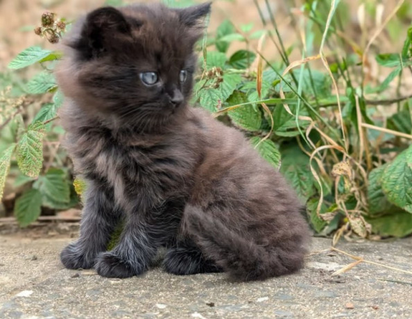 kittens-x2-female-different-prices-big-2